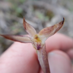 Caladenia sp. at Point 5802 - suppressed