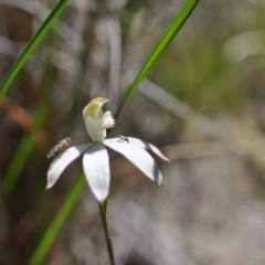Caladenia moschata (Musky Caps) at Point 4010 - 6 Nov 2016 by catherine.gilbert