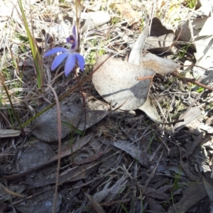 Cyanicula caerulea at Kambah, ACT - suppressed