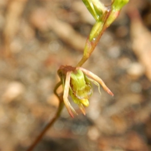 Caleana minor at Undefined Area - suppressed