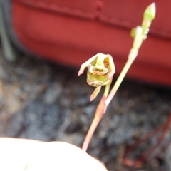 Caleana minor at Undefined Area - suppressed