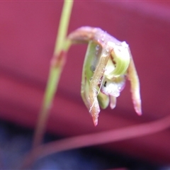 Caleana minor at Undefined Area - suppressed