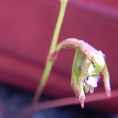 Caleana minor at Undefined Area - suppressed