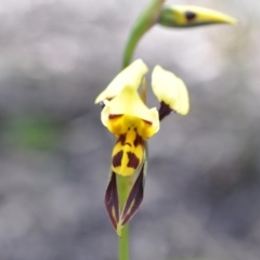Diuris sulphurea (Tiger Orchid) at Aranda, ACT - 6 Nov 2016 by catherine.gilbert