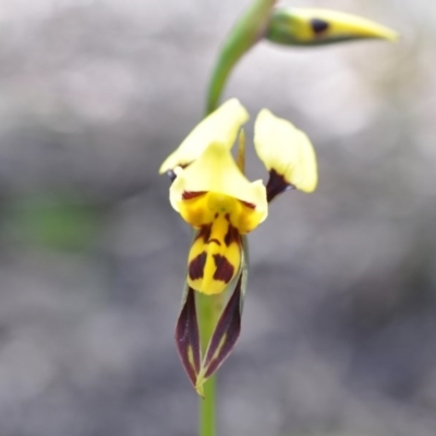 Diuris sulphurea (Tiger Orchid) at Point 4010 - 6 Nov 2016 by catherine.gilbert