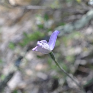 Glossodia major at Point 4010 - suppressed