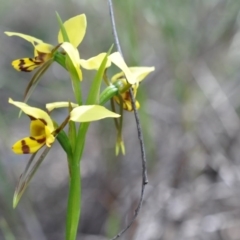 Diuris sulphurea (Tiger Orchid) at Point 4010 - 6 Nov 2016 by catherine.gilbert