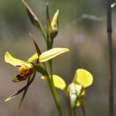Diuris sulphurea (Tiger Orchid) at Point 4010 - 6 Nov 2016 by catherine.gilbert