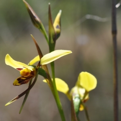 Diuris sulphurea (Tiger Orchid) at Point 4010 - 6 Nov 2016 by catherine.gilbert