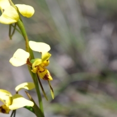 Diuris sulphurea (Tiger Orchid) at Aranda, ACT - 6 Nov 2016 by catherine.gilbert