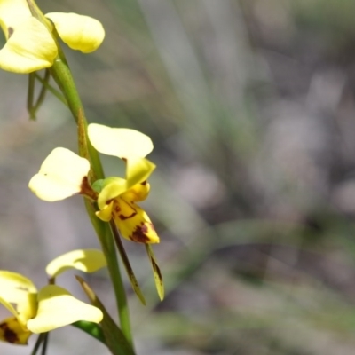 Diuris sulphurea (Tiger Orchid) at Aranda, ACT - 6 Nov 2016 by catherine.gilbert