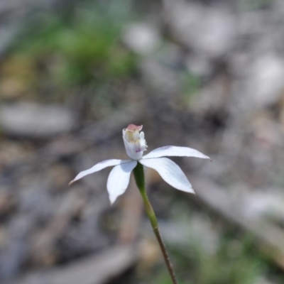 Caladenia moschata (Musky Caps) at Aranda, ACT - 6 Nov 2016 by catherine.gilbert