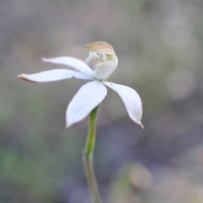 Caladenia moschata (Musky Caps) at Point 4010 - 6 Nov 2016 by catherine.gilbert