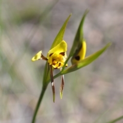 Diuris sulphurea (Tiger Orchid) at Aranda, ACT - 6 Nov 2016 by catherine.gilbert