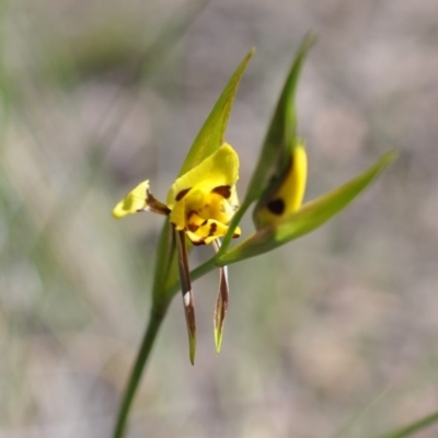 Diuris sulphurea (Tiger Orchid) at Point 4010 - 6 Nov 2016 by catherine.gilbert
