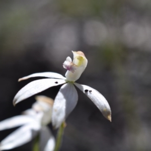 Caladenia moschata at Aranda, ACT - suppressed