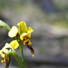 Diuris sulphurea (Tiger Orchid) at Aranda, ACT - 6 Nov 2016 by catherine.gilbert