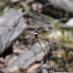 Glossodia major at Aranda, ACT - 6 Nov 2016