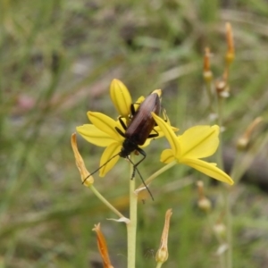 Homotrysis cisteloides at O'Connor, ACT - 13 Nov 2016 12:37 PM