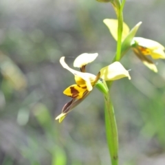 Diuris sulphurea (Tiger Orchid) at Canberra Central, ACT - 6 Nov 2016 by catherine.gilbert