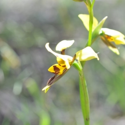 Diuris sulphurea (Tiger Orchid) at Canberra Central, ACT - 6 Nov 2016 by catherine.gilbert