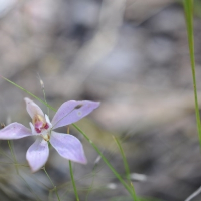 Caladenia sp. (A Caladenia) at Point 4081 - 6 Nov 2016 by catherine.gilbert