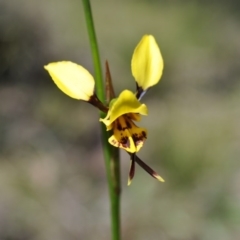 Diuris sulphurea (Tiger Orchid) at Point 4081 - 6 Nov 2016 by catherine.gilbert