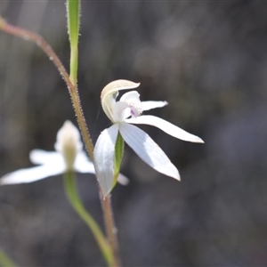 Caladenia moschata at Point 4081 - suppressed