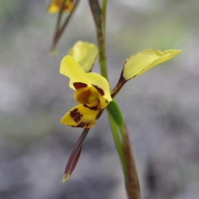 Diuris sulphurea (Tiger Orchid) at Point 4081 - 6 Nov 2016 by catherine.gilbert