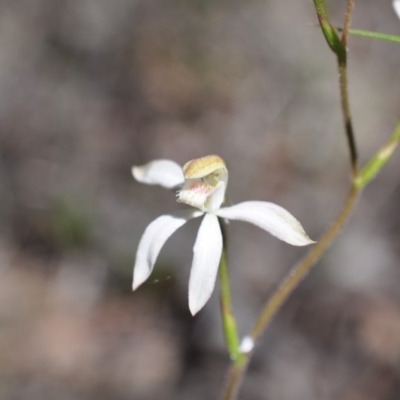 Caladenia moschata (Musky Caps) at Aranda, ACT - 6 Nov 2016 by catherine.gilbert