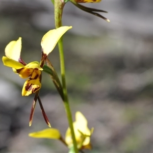 Diuris sulphurea at Point 4152 - suppressed