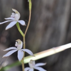 Caladenia moschata (Musky Caps) at Belconnen, ACT - 6 Nov 2016 by catherine.gilbert