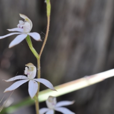 Caladenia moschata (Musky Caps) at Belconnen, ACT - 6 Nov 2016 by catherine.gilbert