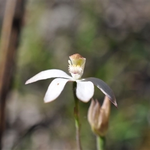 Caladenia moschata at Point 4081 - suppressed