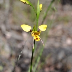 Diuris sulphurea (Tiger Orchid) at Aranda, ACT - 6 Nov 2016 by catherine.gilbert