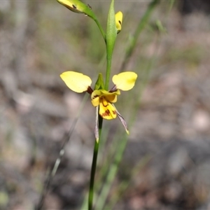 Diuris sulphurea at Point 4081 - 6 Nov 2016