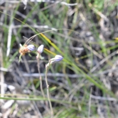 Thelymitra (Genus) (Sun Orchid) at Aranda, ACT - 6 Nov 2016 by catherine.gilbert