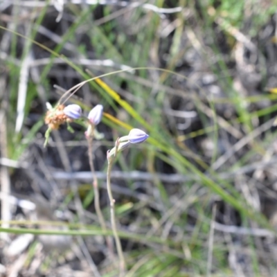 Thelymitra sp. (A Sun Orchid) at Aranda, ACT - 6 Nov 2016 by catherine.gilbert