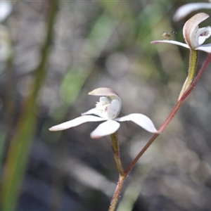 Caladenia moschata at Point 4081 - suppressed