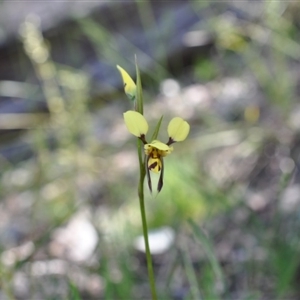 Diuris sulphurea at Point 4081 - 6 Nov 2016