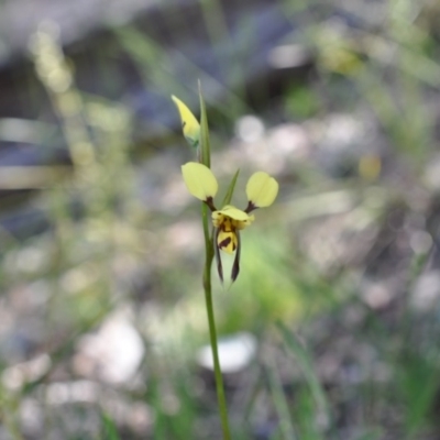 Diuris sulphurea (Tiger Orchid) at Point 4081 - 6 Nov 2016 by catherine.gilbert