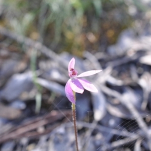 Caladenia carnea at Point 4081 - suppressed