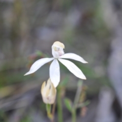 Caladenia moschata (Musky Caps) at Aranda, ACT - 6 Nov 2016 by catherine.gilbert