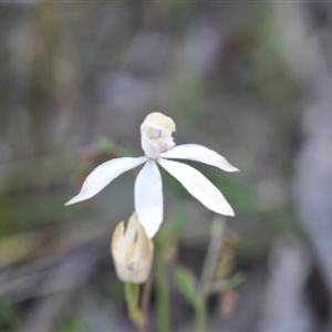 Caladenia moschata at Point 4081 - suppressed