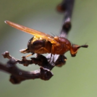 Rhagadolyra magnicornis (Lauxaniid fly) at Cotter River, ACT - 24 Oct 2015 by HarveyPerkins