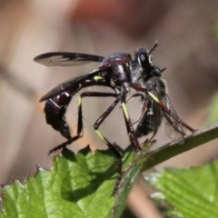 Daptolestes limbipennis (Robber fly) at Lower Cotter Catchment - 6 Nov 2016 by HarveyPerkins