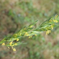 Bromus brevis (A Brome) at Conder, ACT - 12 Nov 2016 by michaelb