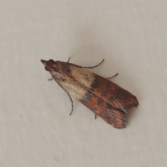 Plodia interpunctella (Indian meal moth) at Conder, ACT - 14 Nov 2016 by MichaelBedingfield