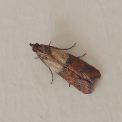 Plodia interpunctella (Indian meal moth) at Pollinator-friendly garden Conder - 13 Nov 2016 by michaelb