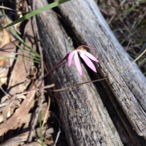 Caladenia fuscata at Point 5834 - suppressed